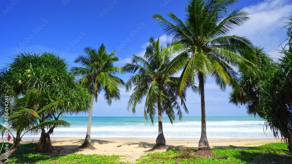 Palm trees beach front at beautiful nature landscape of blue sky and sea view seascape Morning soft sunlight shine on green coconut trees in southern Thailand Patong beach Beautiful beach at Phuket Palm trees beach front at beautiful nature landscape of blue sky and sea view seascape Morning soft sunlight shine on green coconut trees in southern Thailand Patong beach Beautiful beach at Phuket