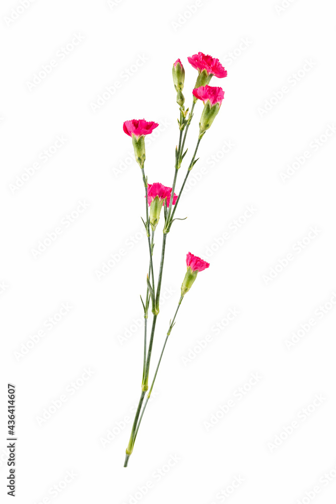 carnation flower isolated on white carnation flower isolated on white