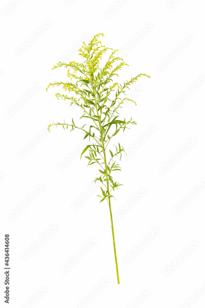 Fototapeta premium solidago canadensis isolated on white,