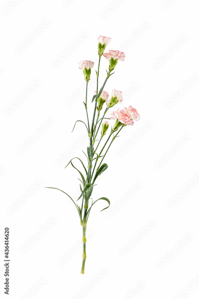 carnation flower isolated on white