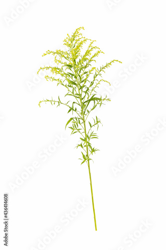 solidago canadensis isolated on white, photo
