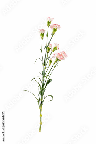 carnation flower isolated on white © chungking