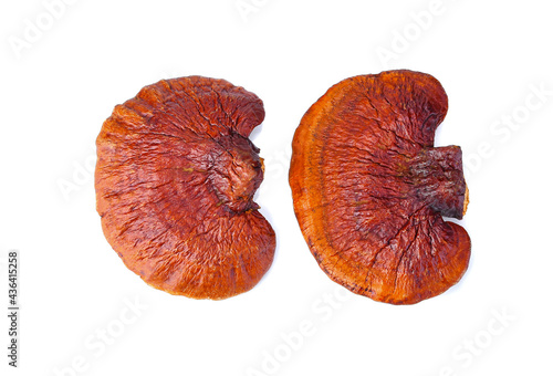 Lingzhi mushroom on white background. top view photo