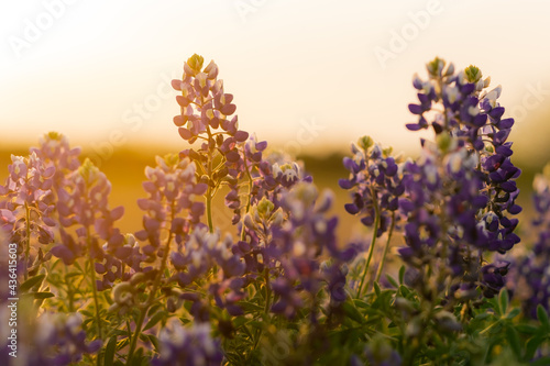 Blue Bonnets (Lupinus texensis) in a field during sunset during spring in Texas photographed against the sun photo