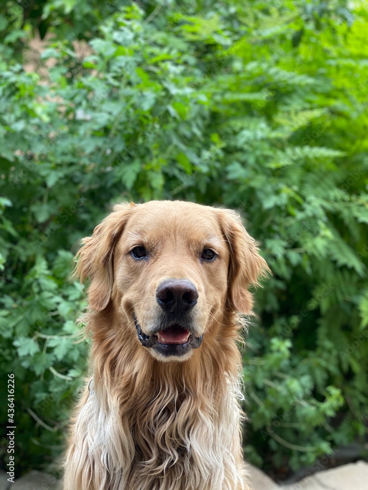 golden retriever portrait in front of foliage