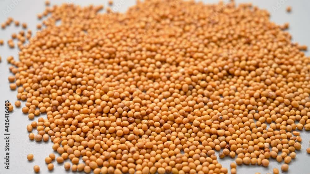 angle pan view herb ChaoJieZi or Sinapis Semen or stir-baked Indian Mustard Seed angle pan view herb ChaoJieZi or Sinapis Semen or stir-baked Indian Mustard Seed