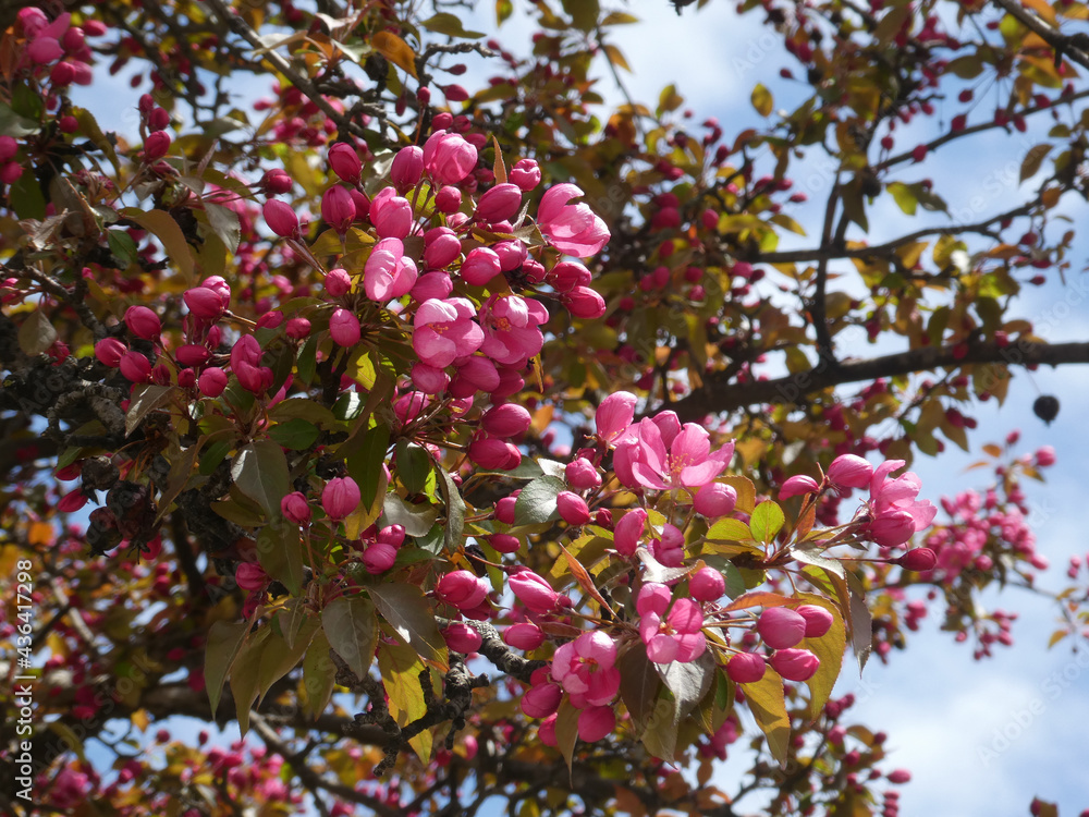 Blooming pink flowers of apple tree
