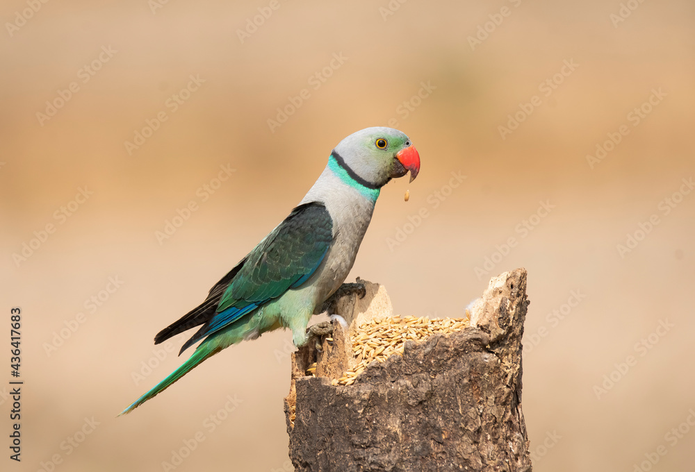 A male malabar parakeet feeding on rice grains in the paddy fields on