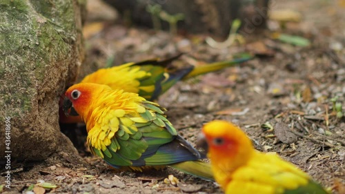 4k footage ; two parrot eating something in tree hole on the ground, colorful bird called 'SunConure'.