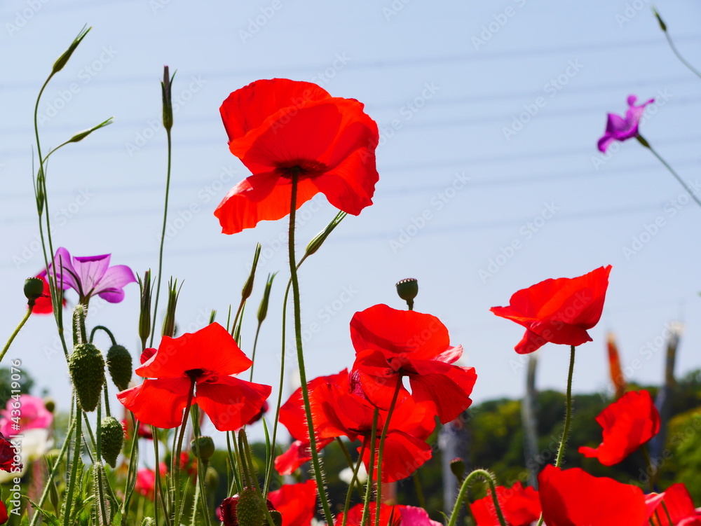 Obraz premium 真っ赤なポピーと青空