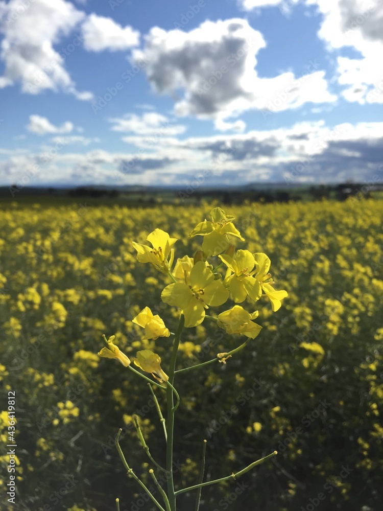 field of canola, with one in focus
