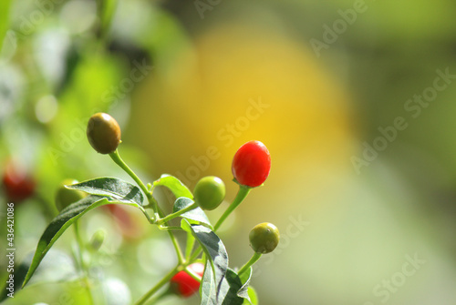 Native Pepper of Texas Chiltepin Pepper Capsicum annuum var. glabriusculum photo