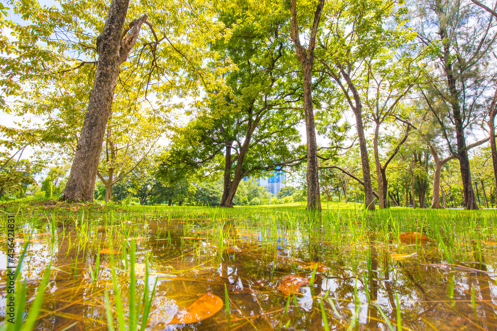 Fototapeta premium Green tree park with pond against blue sky cloud