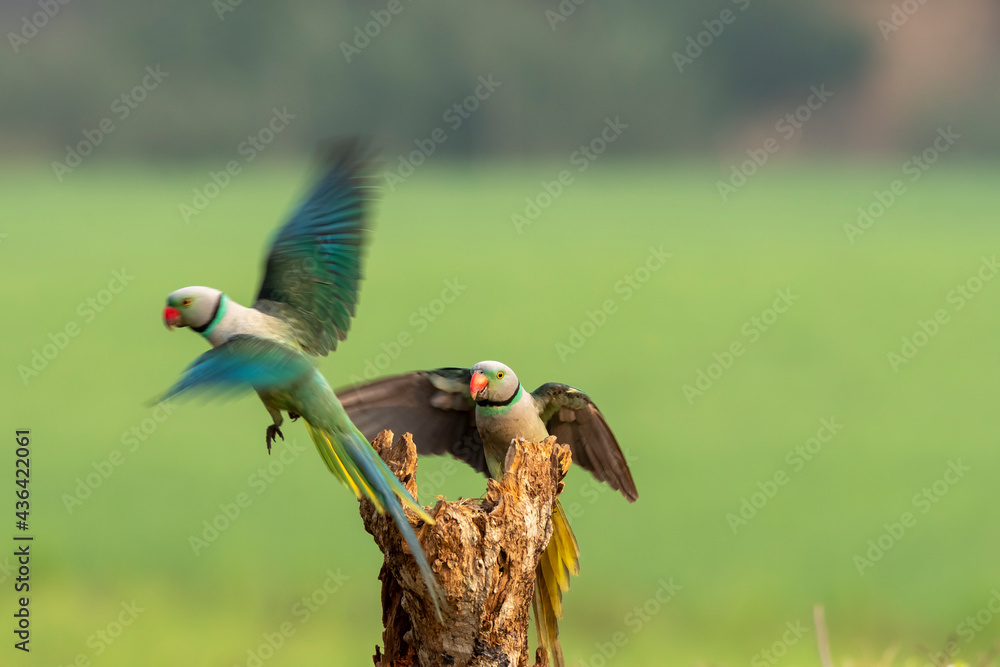 A male malabar parakeet feeding on rice grains in the paddy fields on