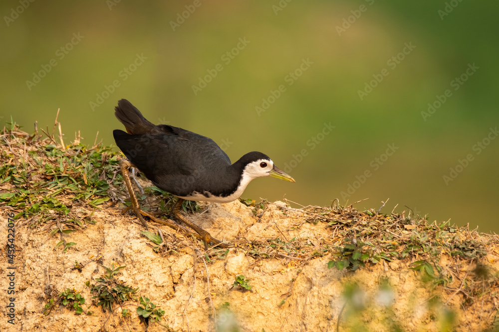 A white breasted waterhen feeding on rice paddy on the edges of a paddy field on the outskirts of Shivamooga, Karnataka A white breasted waterhen feeding on rice paddy on the edges of a paddy field on the outskirts of Shivamooga, Karnataka