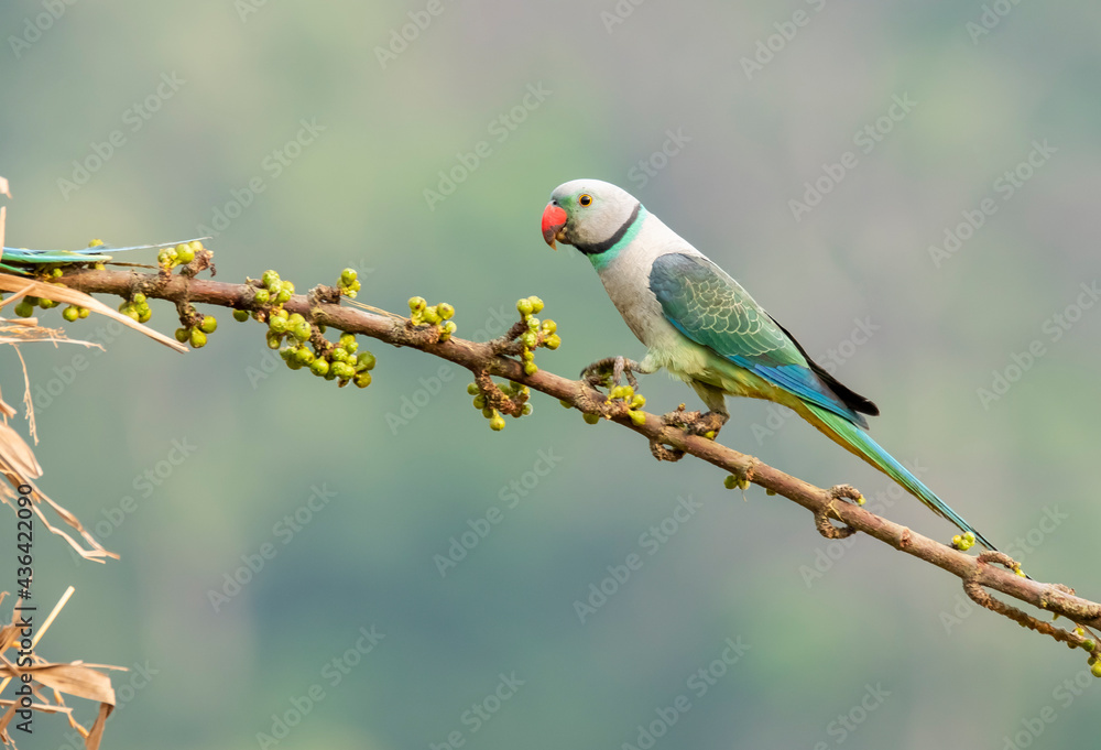 A male malabar parakeet feeding on rice grains in the paddy fields on