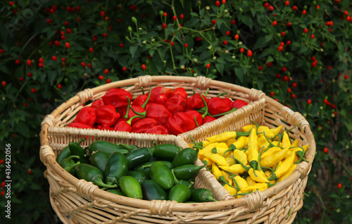 Mixed Peppers in basket with Pepper Bush in Background photo