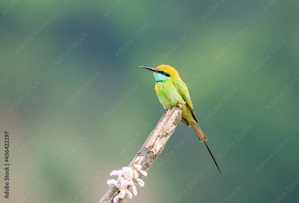 A blue tailed green bee eater perched on a small twig on the outskirts of Shivamooga, Karnataka A blue tailed green bee eater perched on a small twig on the outskirts of Shivamooga, Karnataka