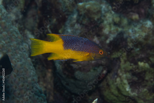 Juvenile Spanish Hogfish on Caribbean Coral Reef