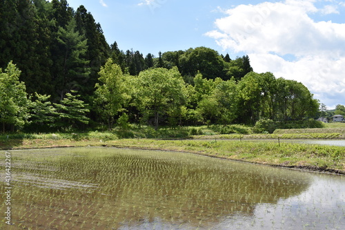 Fototapeta Naklejka Na Ścianę i Meble -  日本　群馬の水上　夏の風景