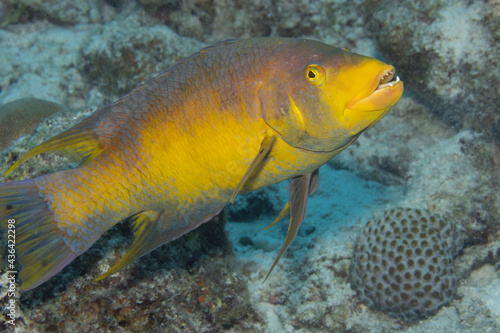 Spanish Hogfish on Caribbean Coral Reef