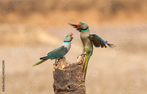 A pair of malabar parakeets fighting on a perch for a position to feed on rice paddy in the outskirts of Shivmoga, Karnataka photo