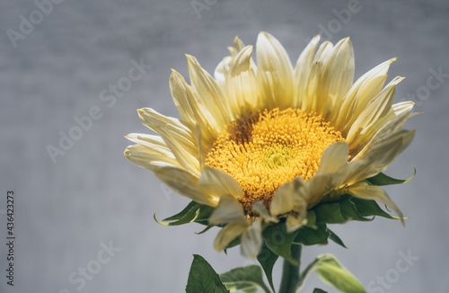 Fototapeta Naklejka Na Ścianę i Meble -  Detailed view of atmospheric yellow sunflower