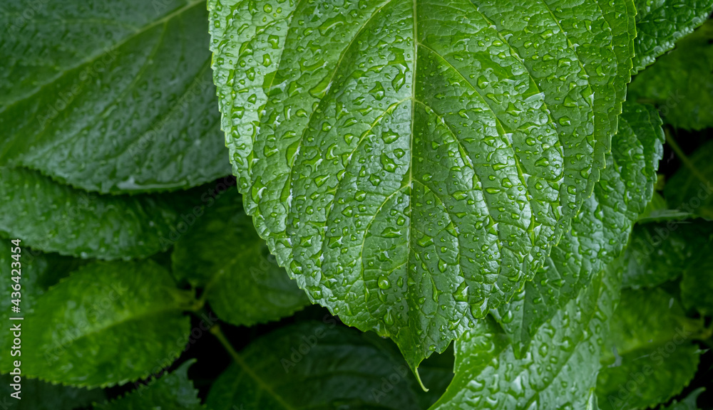 Rain drops on green leaf. Big water drop Water on green leaf. Rain drops on green leaf. Big water drop Water on green leaf.