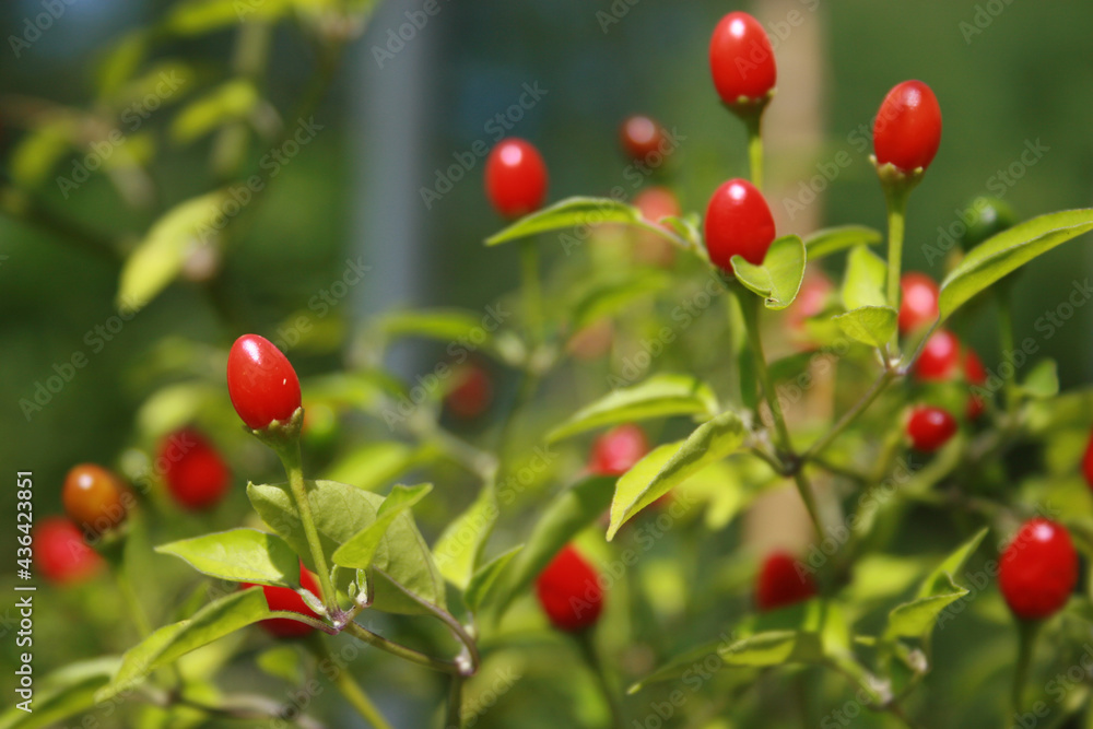 Native Pepper of Texas Chiltepin Pepper Capsicum annuum var. glabriusculum