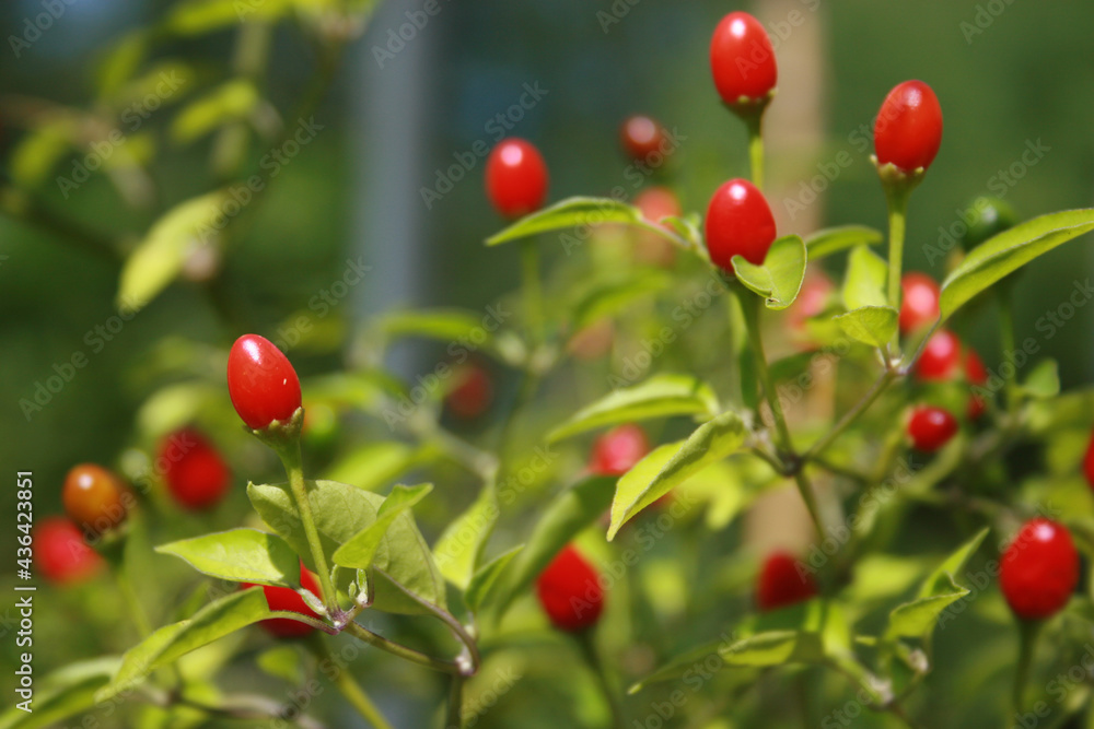 Native Pepper of Texas Chiltepin Pepper Capsicum annuum var. glabriusculum Native Pepper of Texas Chiltepin Pepper Capsicum annuum var. glabriusculum