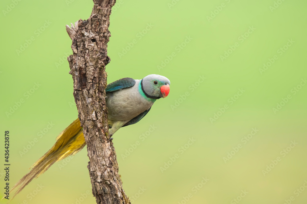 A male malabar parakeet feeding on rice grains in the paddy fields on
