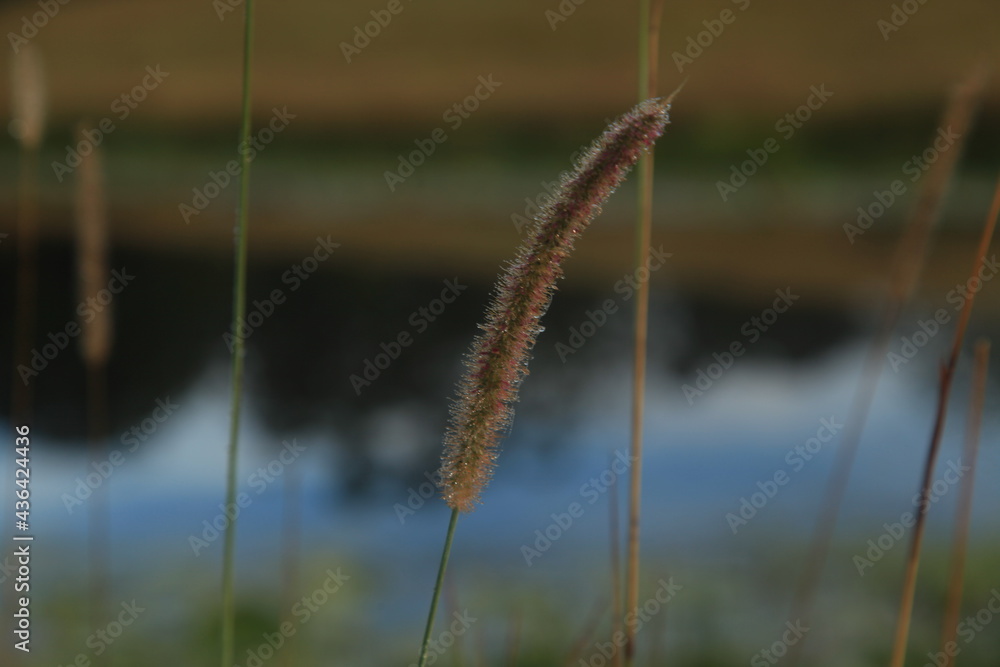 Morning dew on grass around the lake. Spider webs and Water Lillies. Morning dew on grass around the lake. Spider webs and Water Lillies.