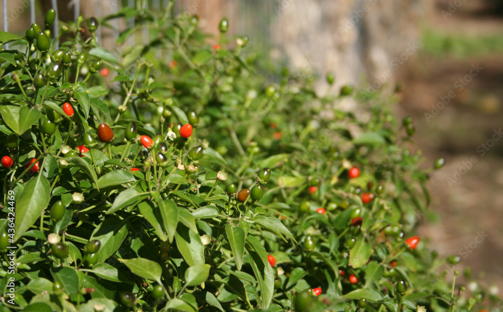 Native Pepper of Texas Chiltepin Pepper Capsicum annuum var. glabriusculum