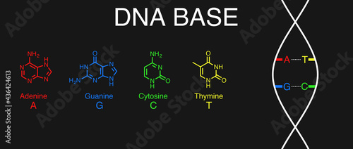 Vector illustration of DNA bases: adenine, guanine, cytosine, and thymine.