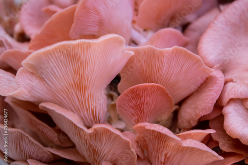 Close-up of pleurotus djamor or pink oyster mushrooms background