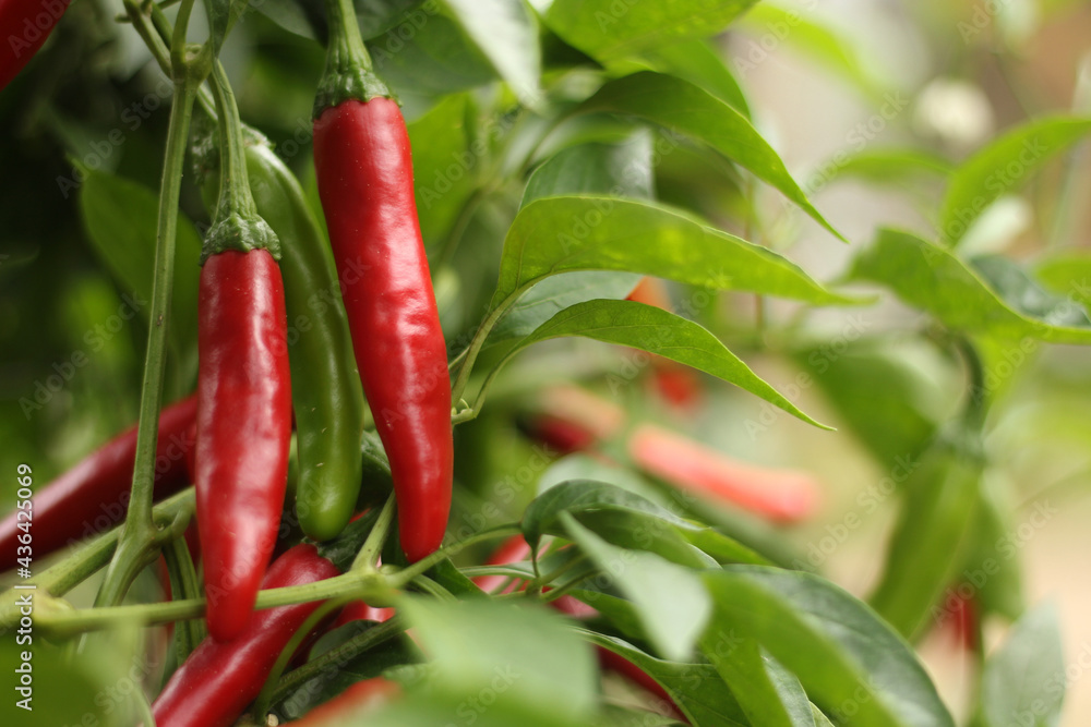 Cayenne Peppers Growing in Outdoor Garden Cayenne Peppers Growing in Outdoor Garden