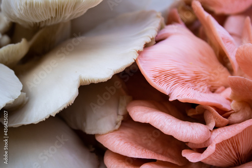 Mix of pleurotus djamor and oyster mushrooms background. Close-up of pink and white pleurotus mushrooms