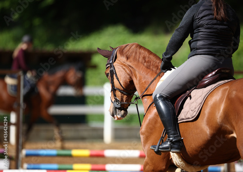 Horse on the show jumping course in training, close-up from oblique rear focus on the horse's head with blurred rider in the background..