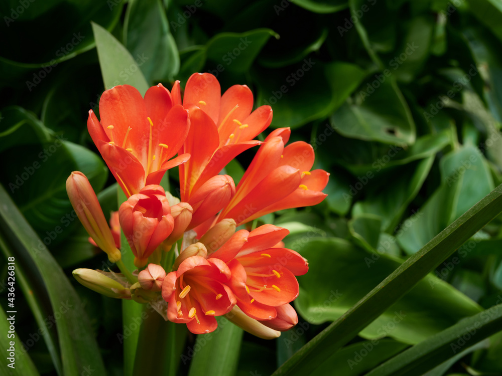 Obraz premium The orange Kafir lilies just started blooming