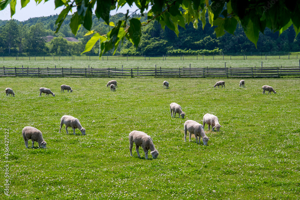 Obraz premium 牧場の羊 北海道