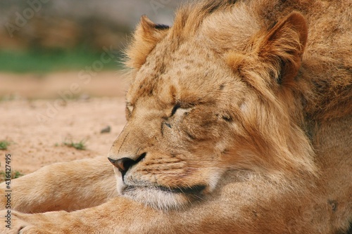 Fototapeta Naklejka Na Ścianę i Meble -  Sleeping Lion