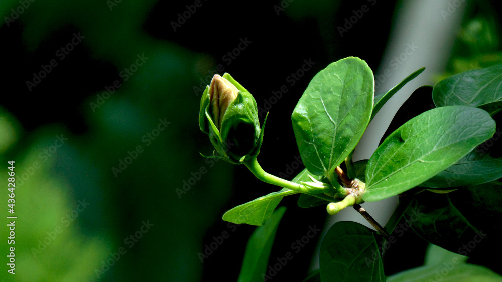 Hibiscus bud on green background Hibiscus bud on green background