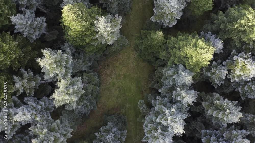 Aerial top-down view above a Silver Fir forest. Zoom out flight with bright spring colors and great lighting Aerial top-down view above a Silver Fir forest. Zoom out flight with bright spring colors and great lighting