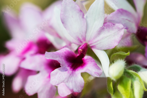 background texture nature purple flowers orchid in garden 