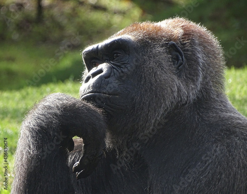 Western Lowland Gorilla appearing to be in deep thought. Possibly considering the meaning of it all.