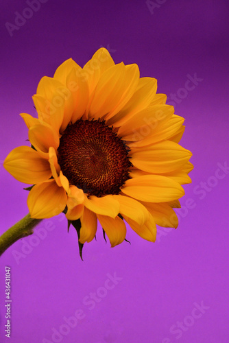 sunflower on blue background