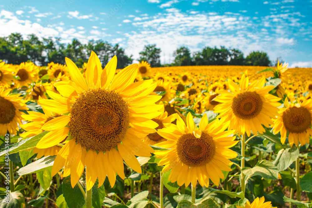 Obraz premium ひまわり畑