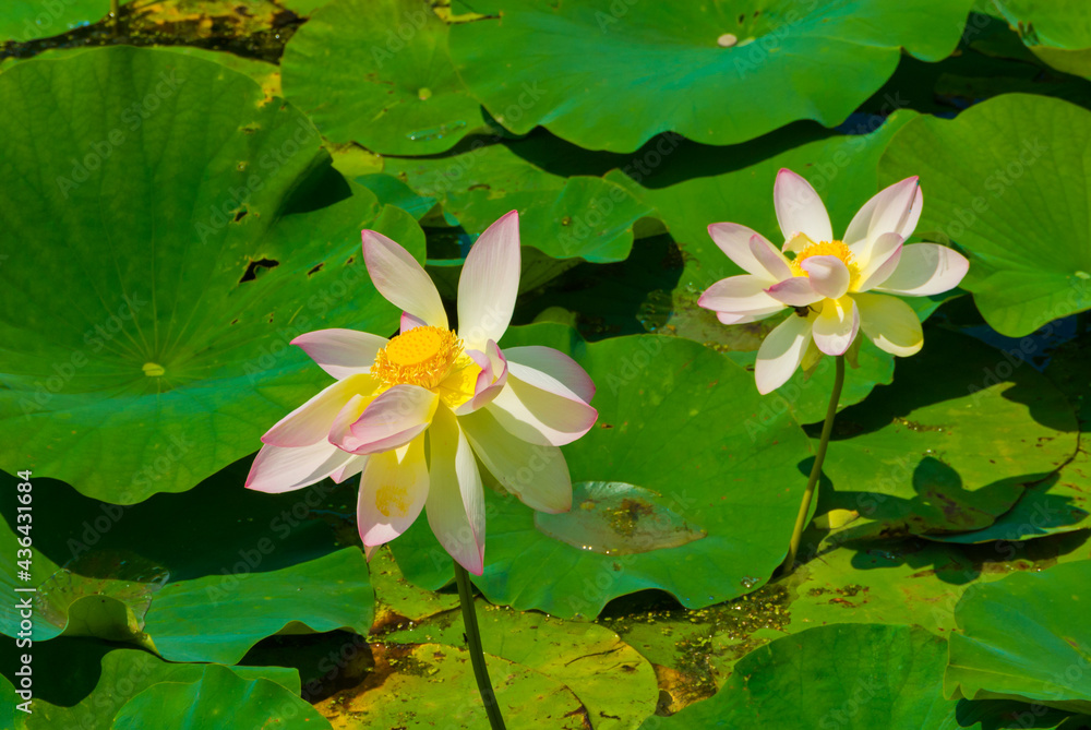 Beautiful lotus flowers bloom on the water Beautiful lotus flowers bloom on the water
