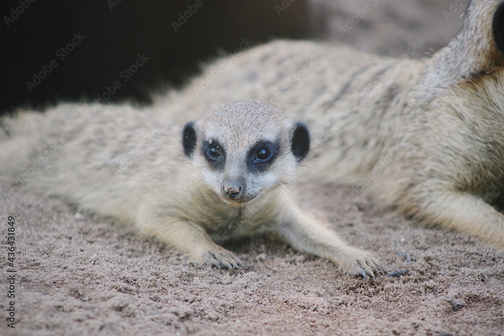 Obraz premium Baby Meerkat