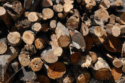 Cut timber woodpile ready for winter.